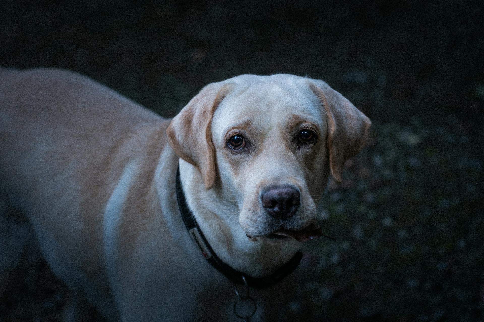 pexels kichu98 34058942